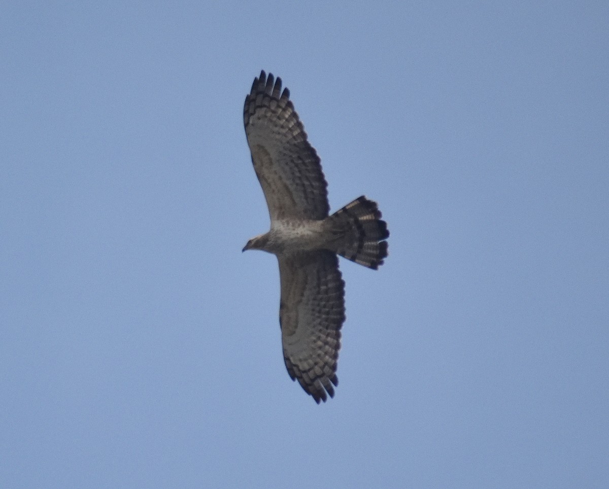 Oriental Honey-buzzard - ML615918248