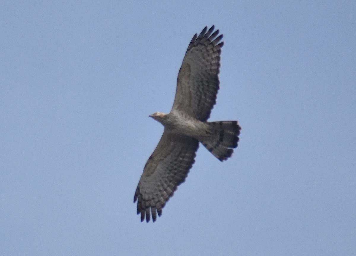 Oriental Honey-buzzard - ML615918249