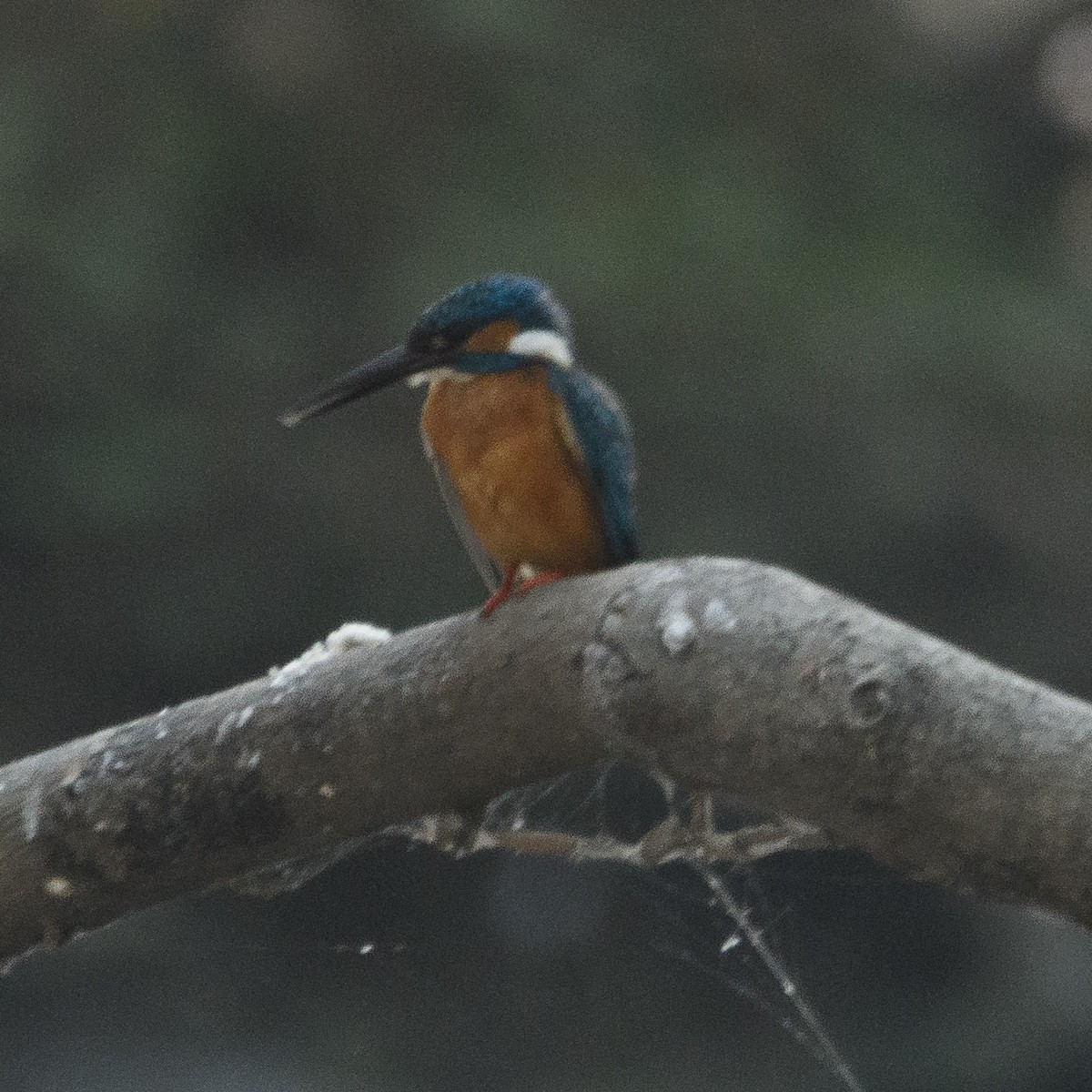 Common Kingfisher - Srinivas Mallela