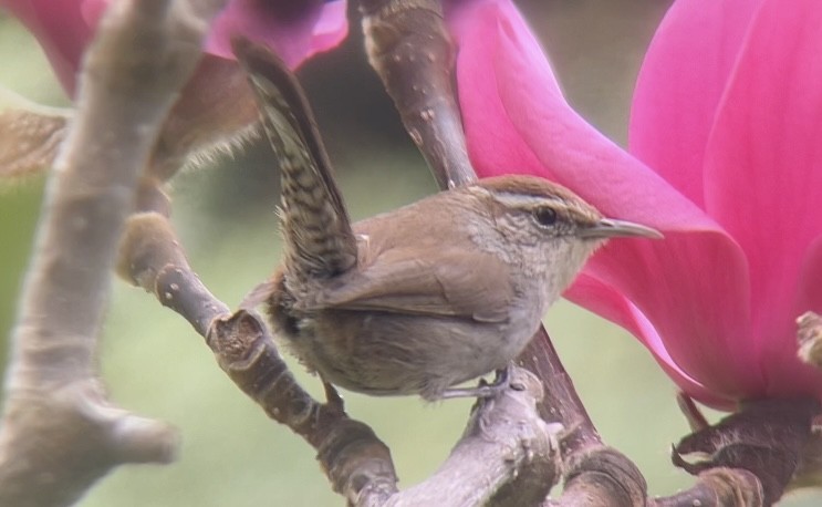 Bewick's Wren - ML615918255