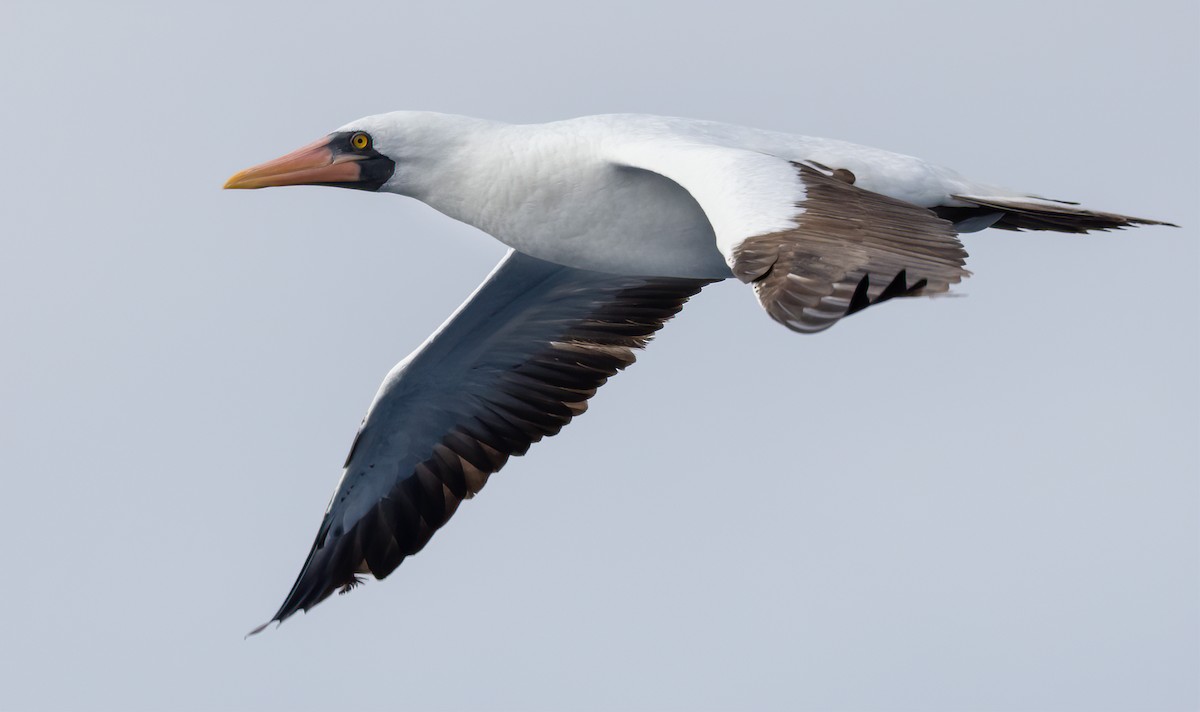 Nazca Booby - ML615918259