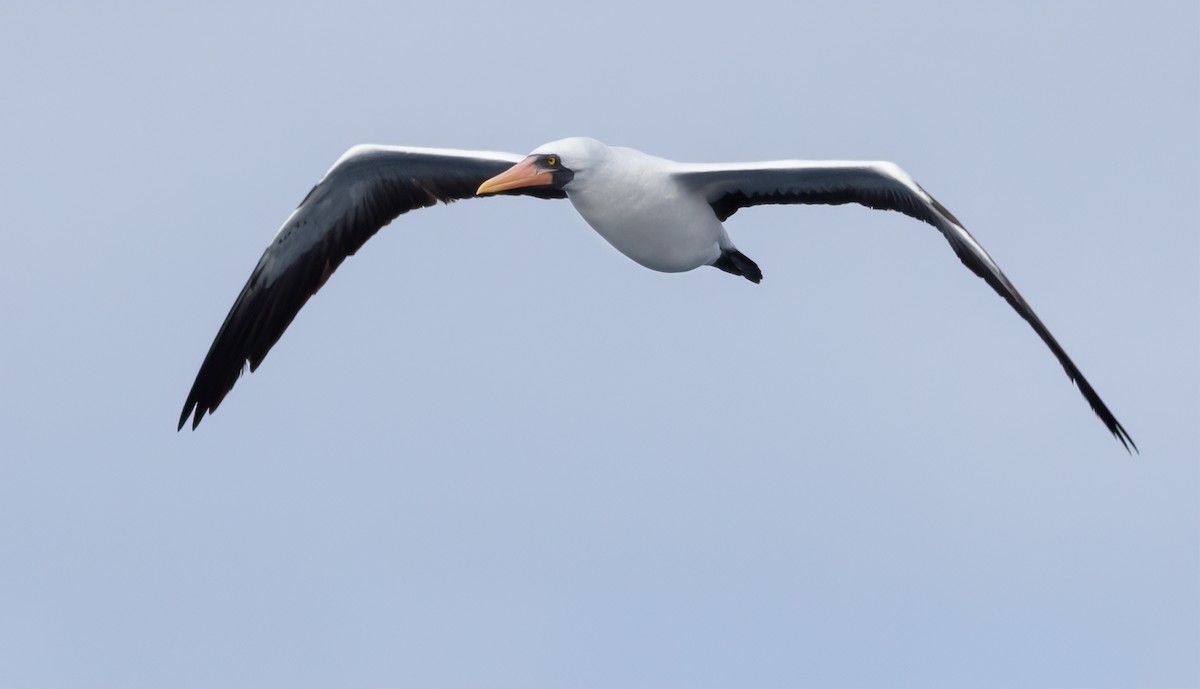 Nazca Booby - ML615918261