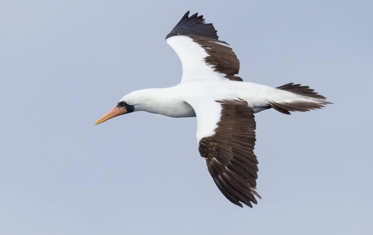 Nazca Booby - ML615918286