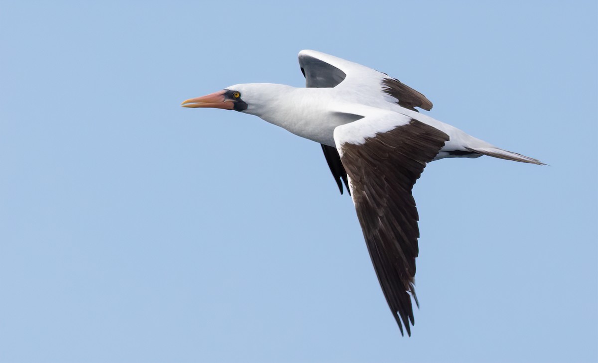 Nazca Booby - ML615918291