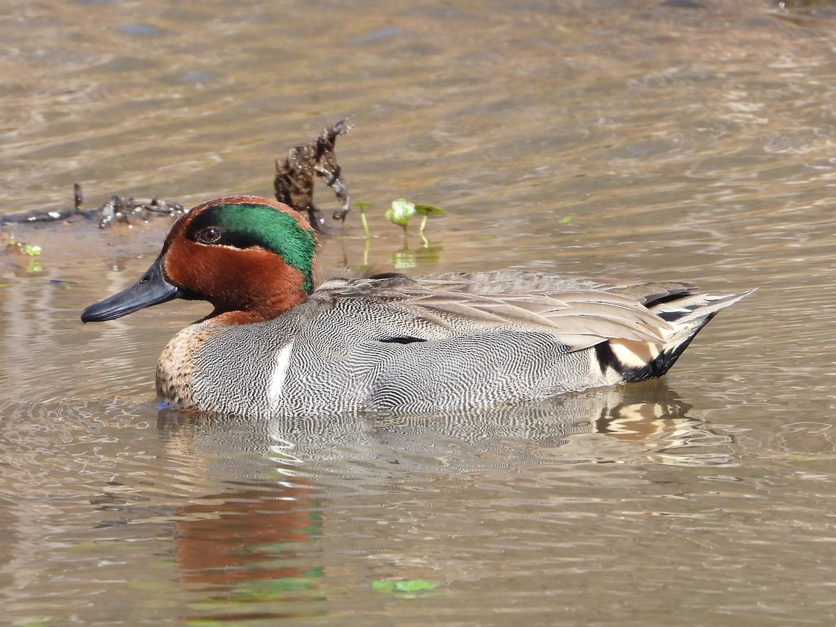 Green-winged Teal - ML615918313