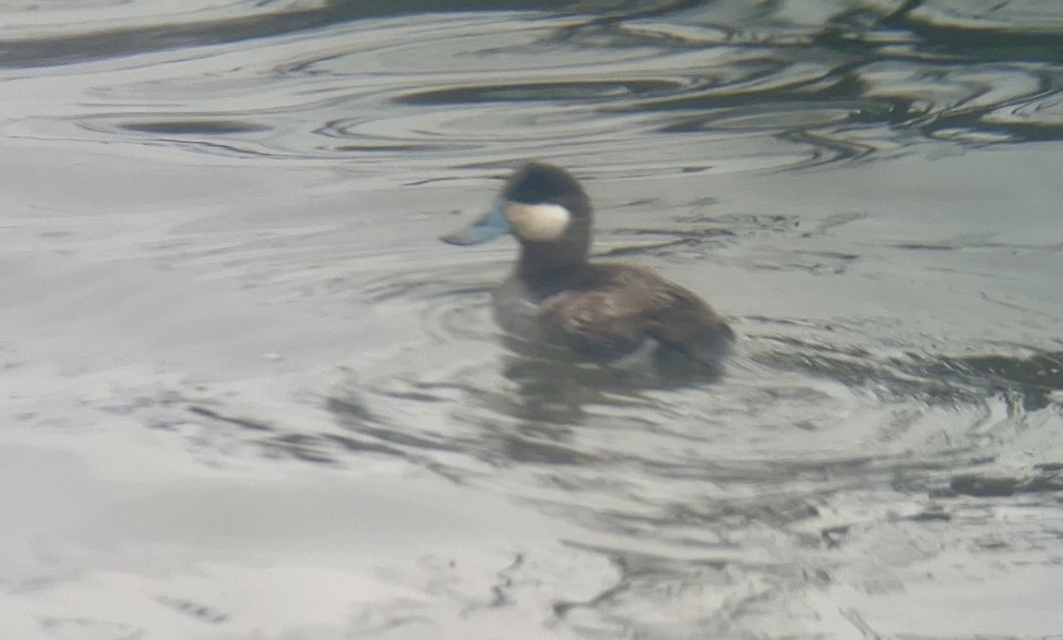 Ruddy Duck - ML615918333