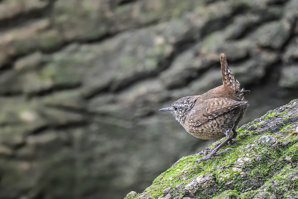 Winter Wren - ML615918350