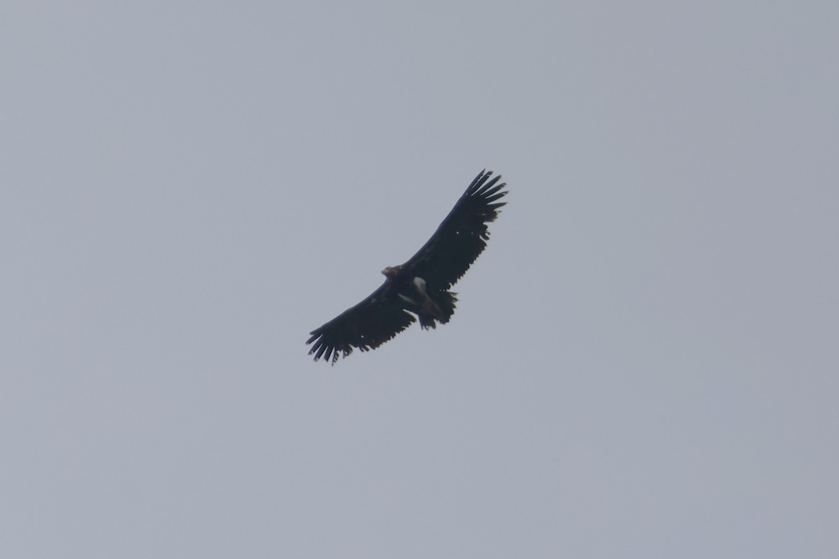 Red-headed Vulture - Jonathan Meyer