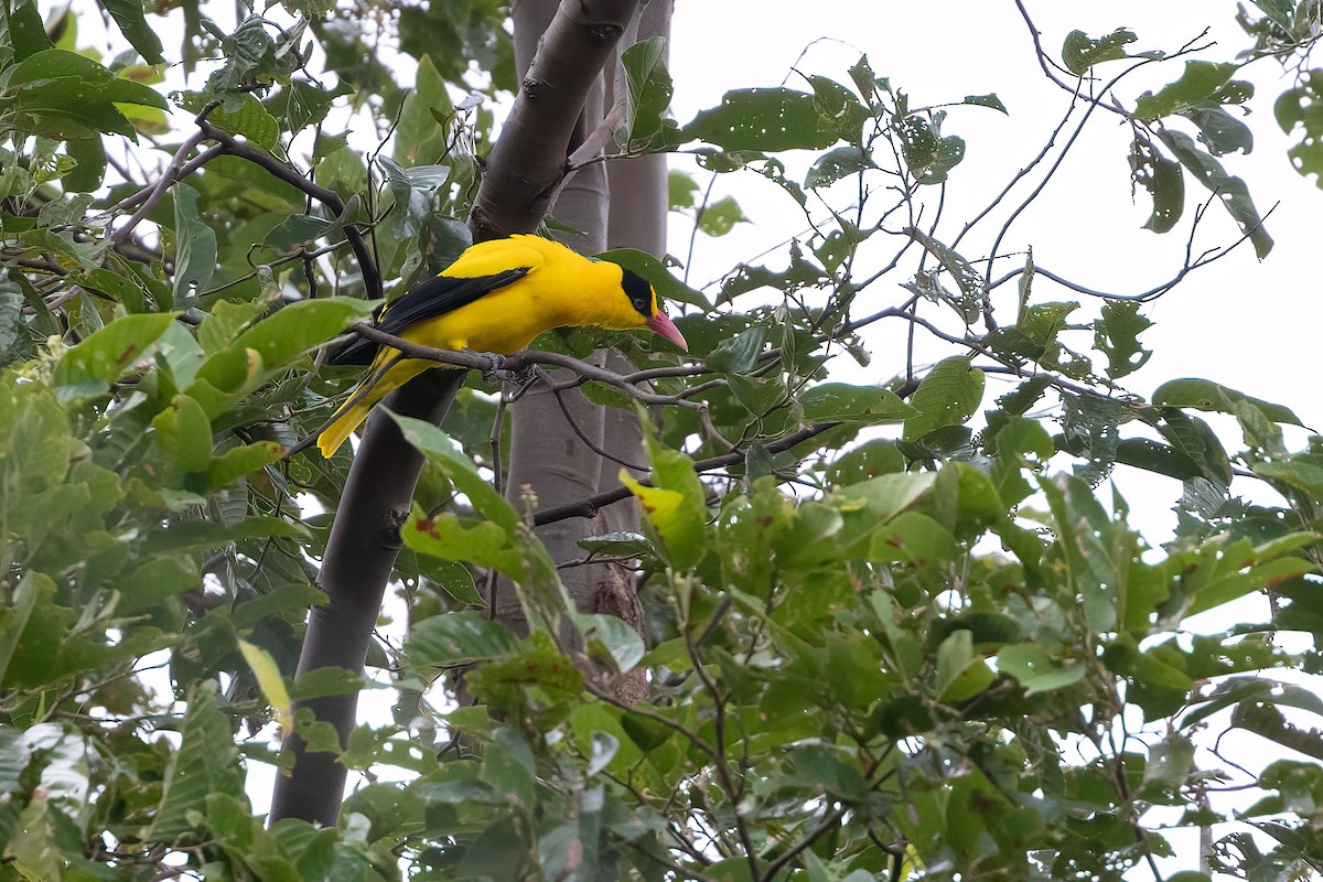 Black-naped Oriole - ML615918374