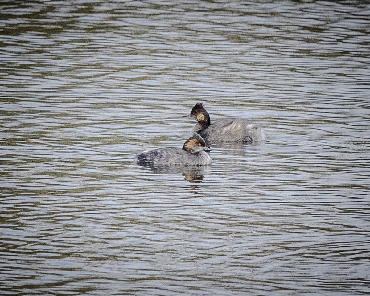 Eared Grebe - ML615918435