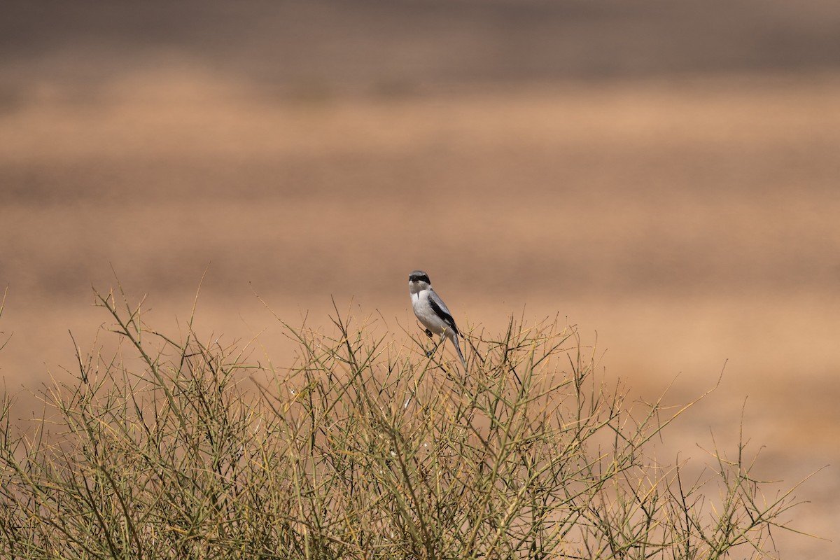 Great Gray Shrike - ML615918517