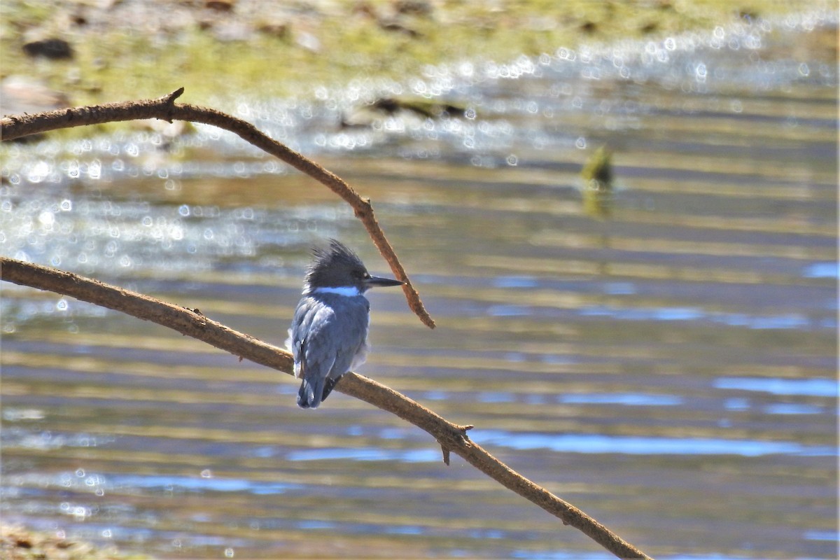 Belted Kingfisher - ML615918615