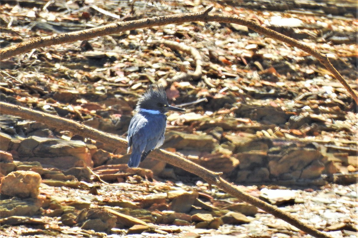 Belted Kingfisher - ML615918616