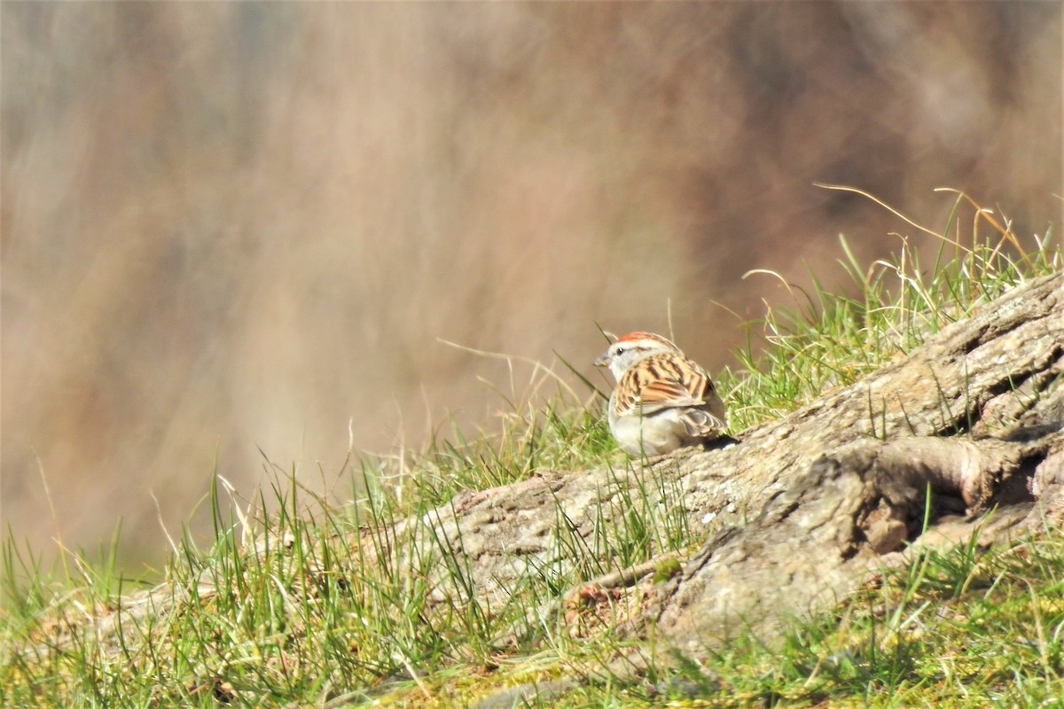 Chipping Sparrow - ML615918632