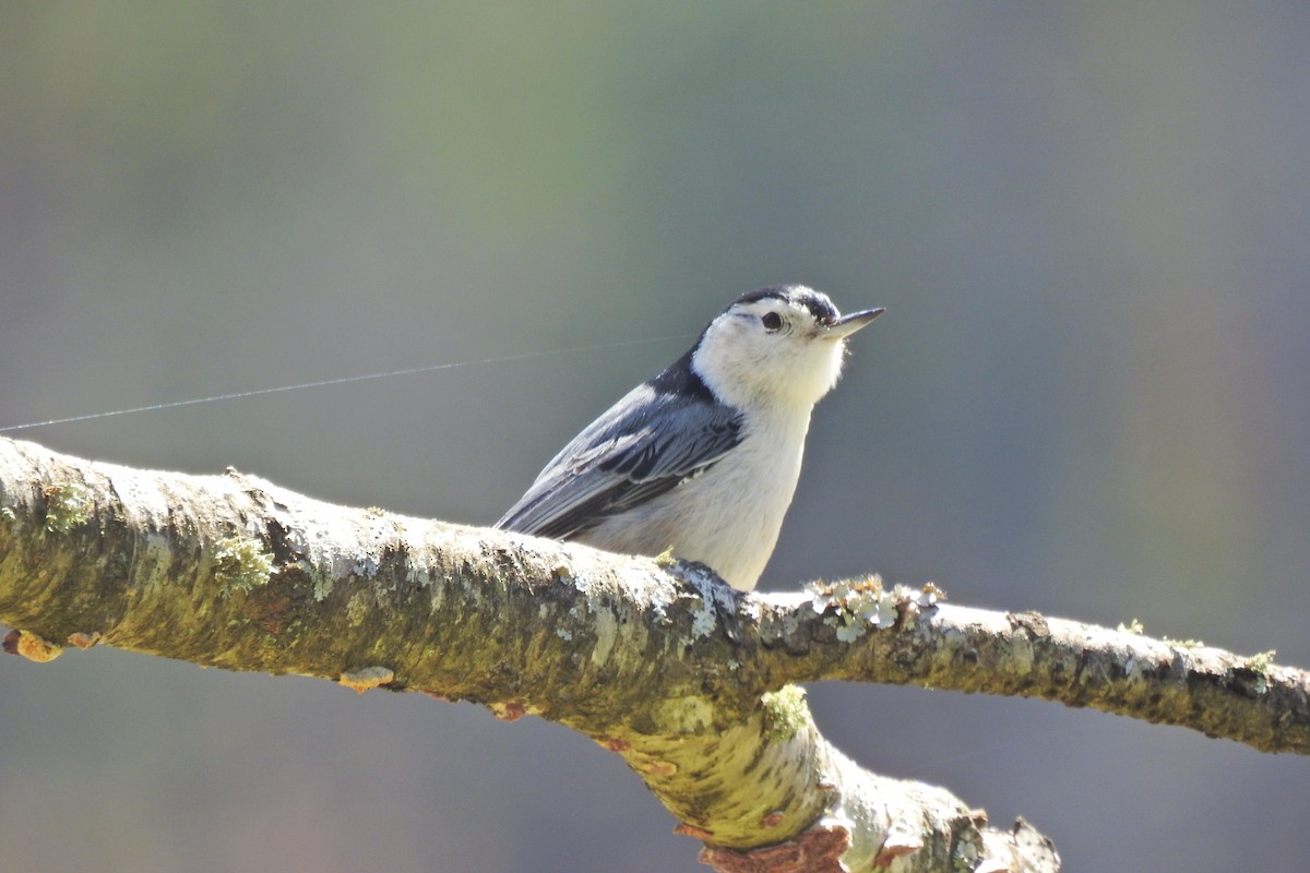 White-breasted Nuthatch - ML615918640