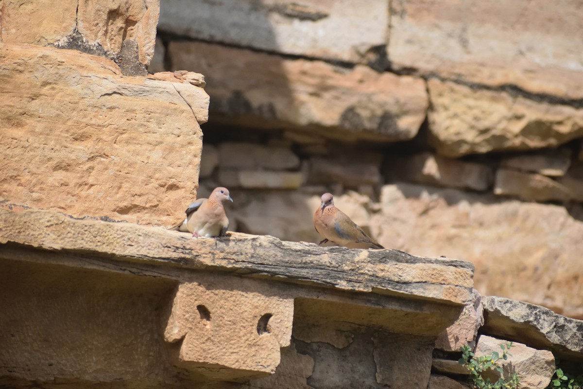 Laughing Dove - ML615918656