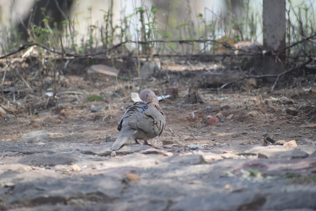 Laughing Dove - Usha Viswanathan