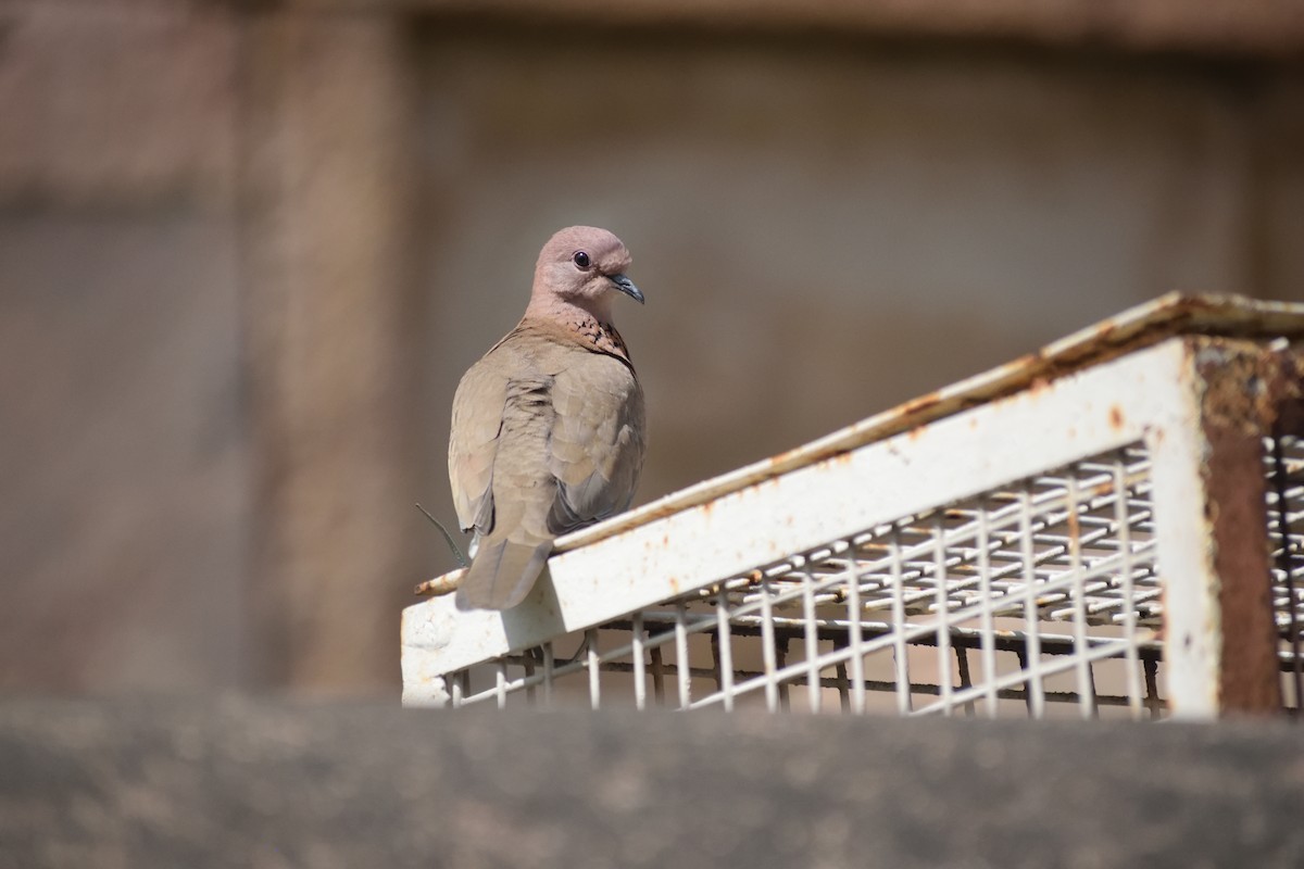 Laughing Dove - ML615918659