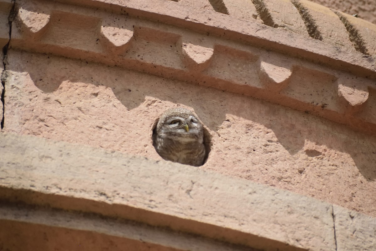 Spotted Owlet - ML615918664