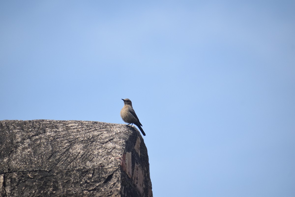 Brown Rock Chat - ML615918669