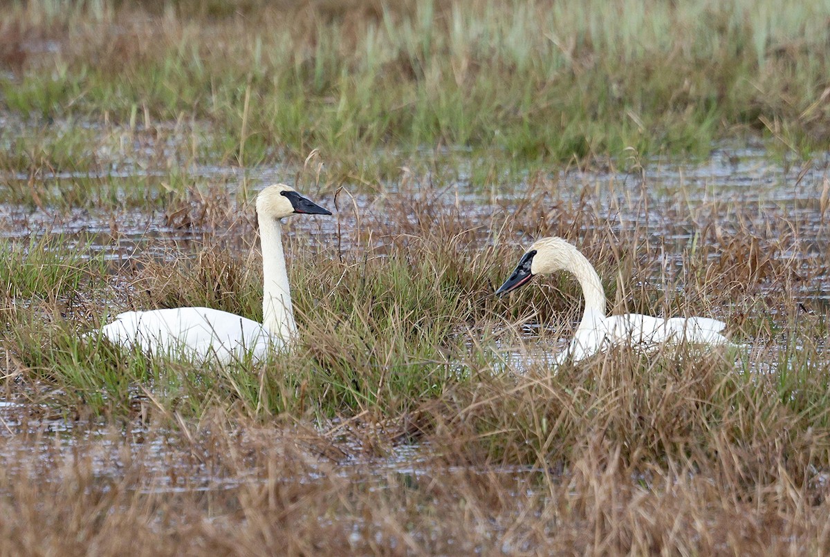 Trumpeter Swan - ML615918679