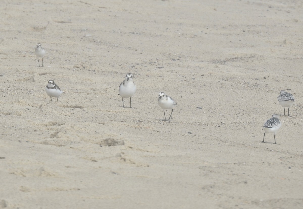 Semipalmated Sandpiper - João Menezes