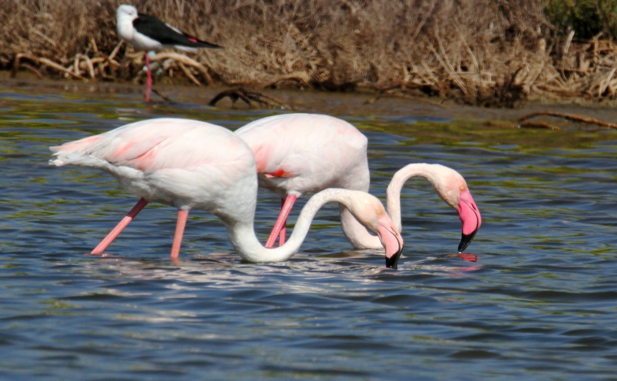 Greater Flamingo - ML615918730