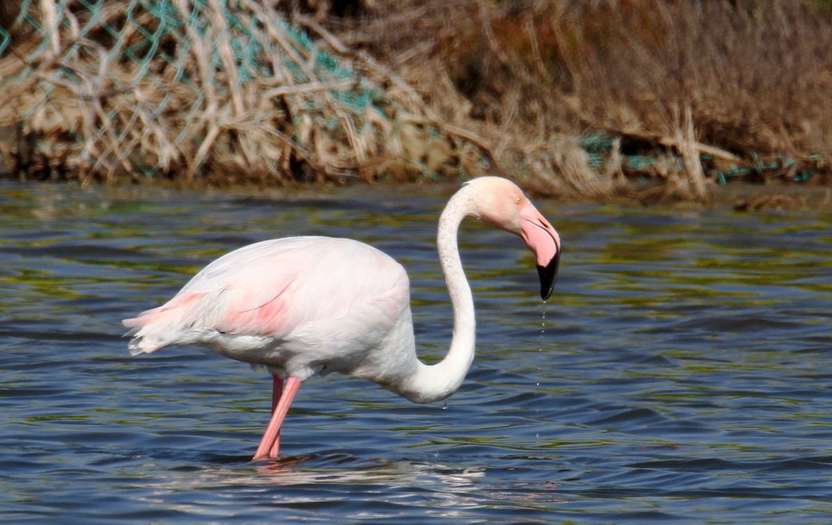 Greater Flamingo - ML615918731