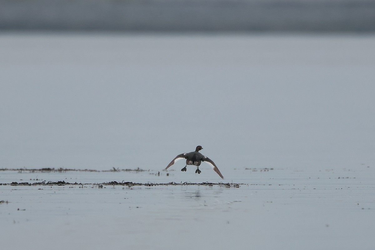 Horned Grebe - ML615918738