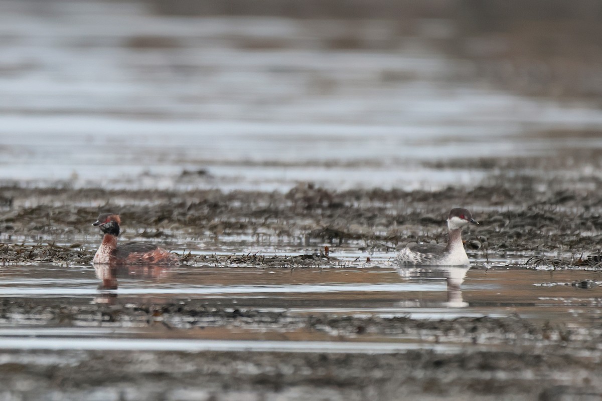 Horned Grebe - Seán Holland