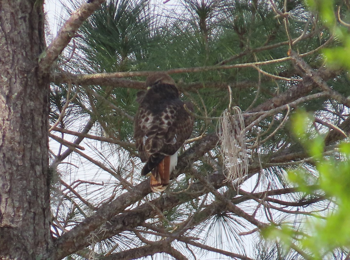 Red-tailed Hawk - ML615918743