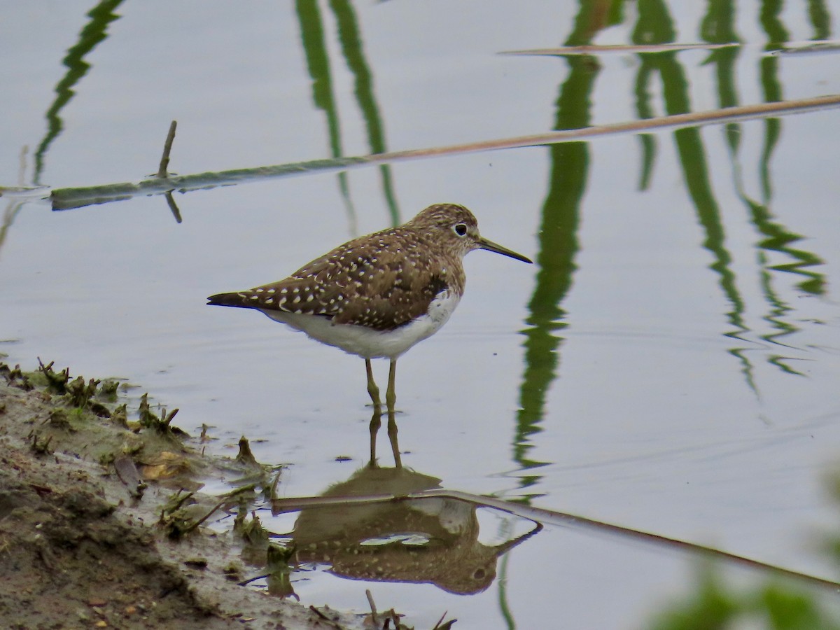 eremittsnipe - ML615918753