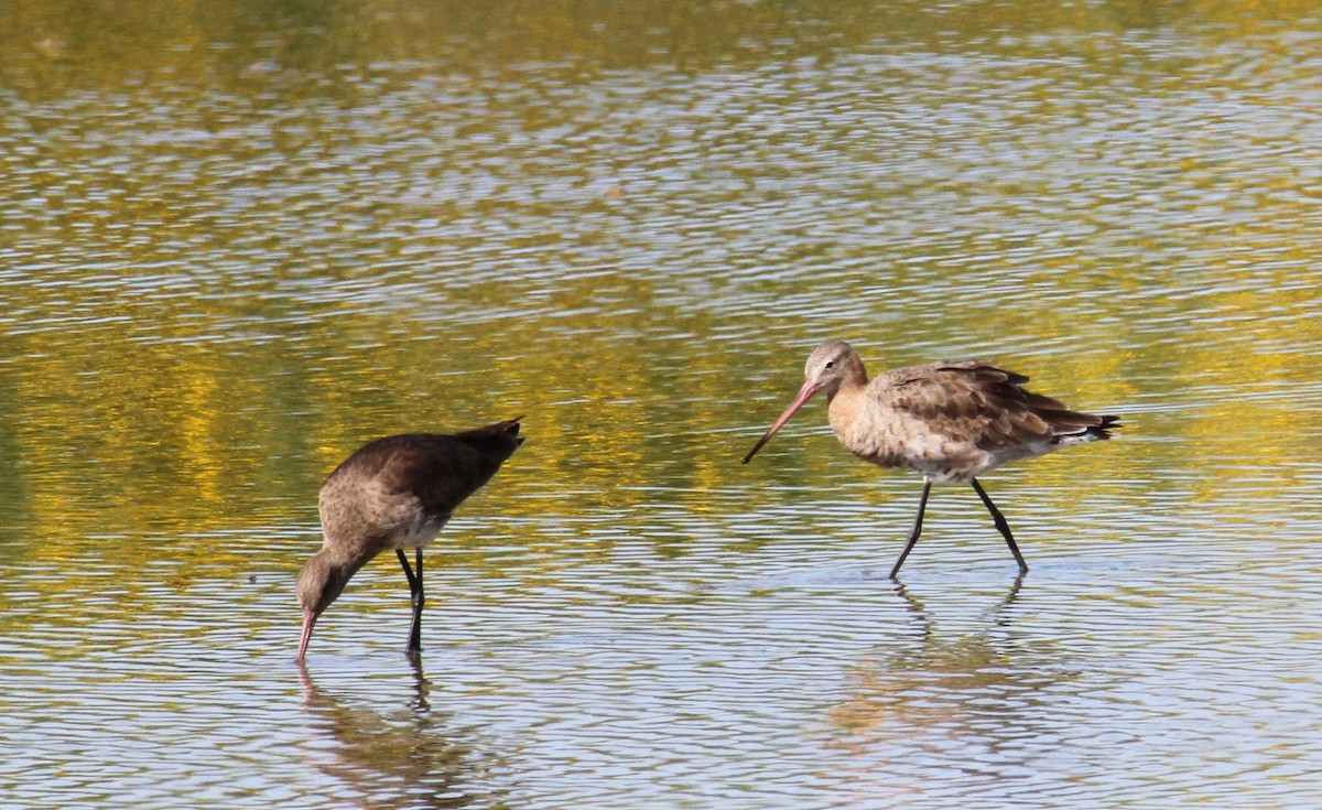 Black-tailed Godwit - ML615918755