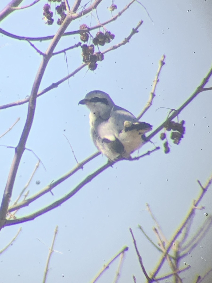 Northern Shrike - ML615918761