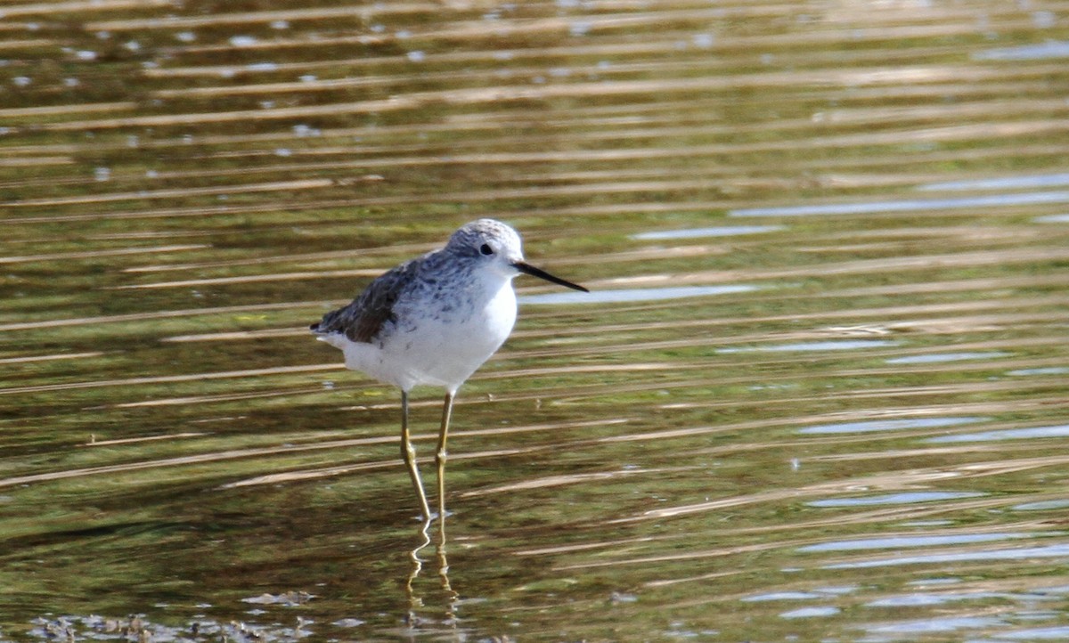 Marsh Sandpiper - ML615918763