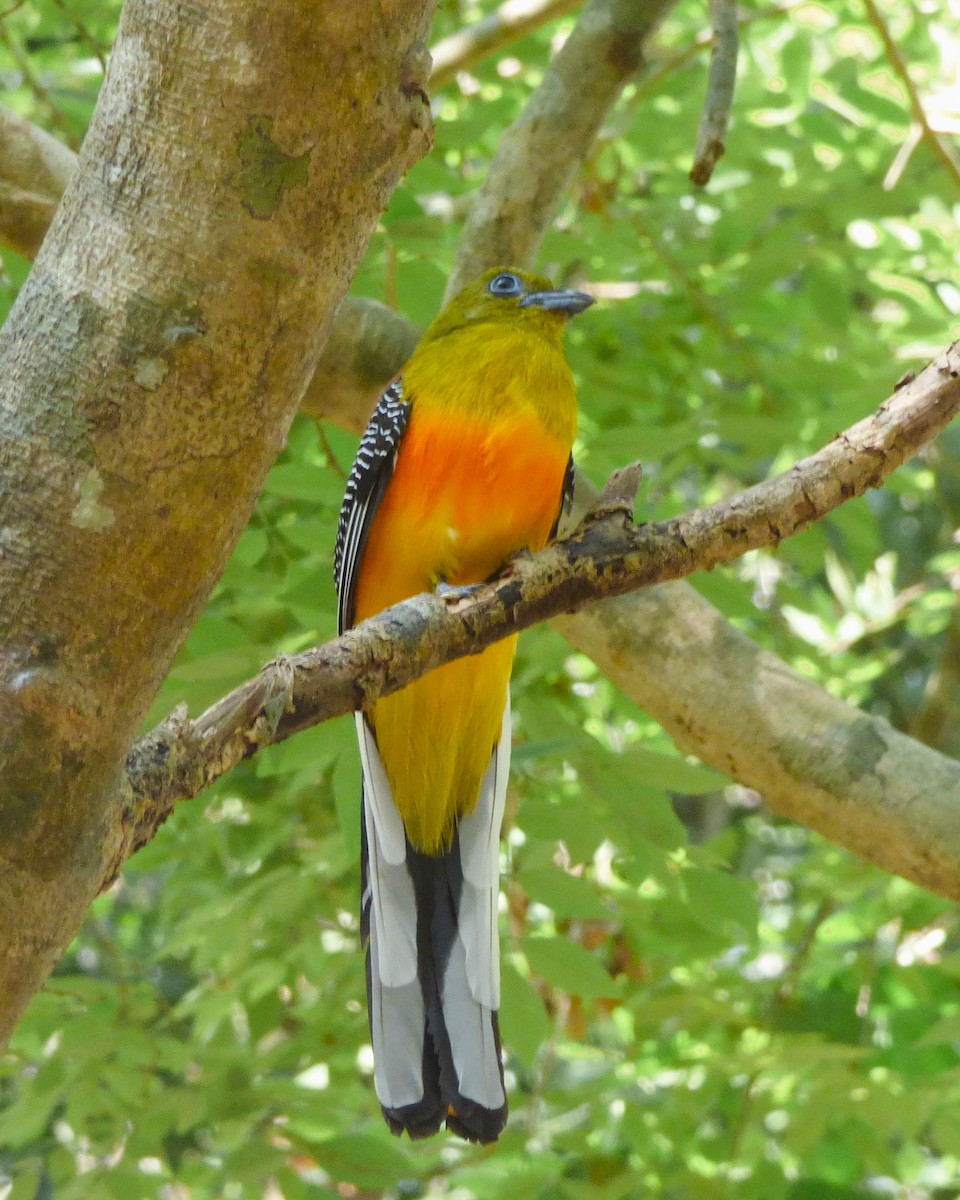 trogon oranžovoprsý - ML615918775