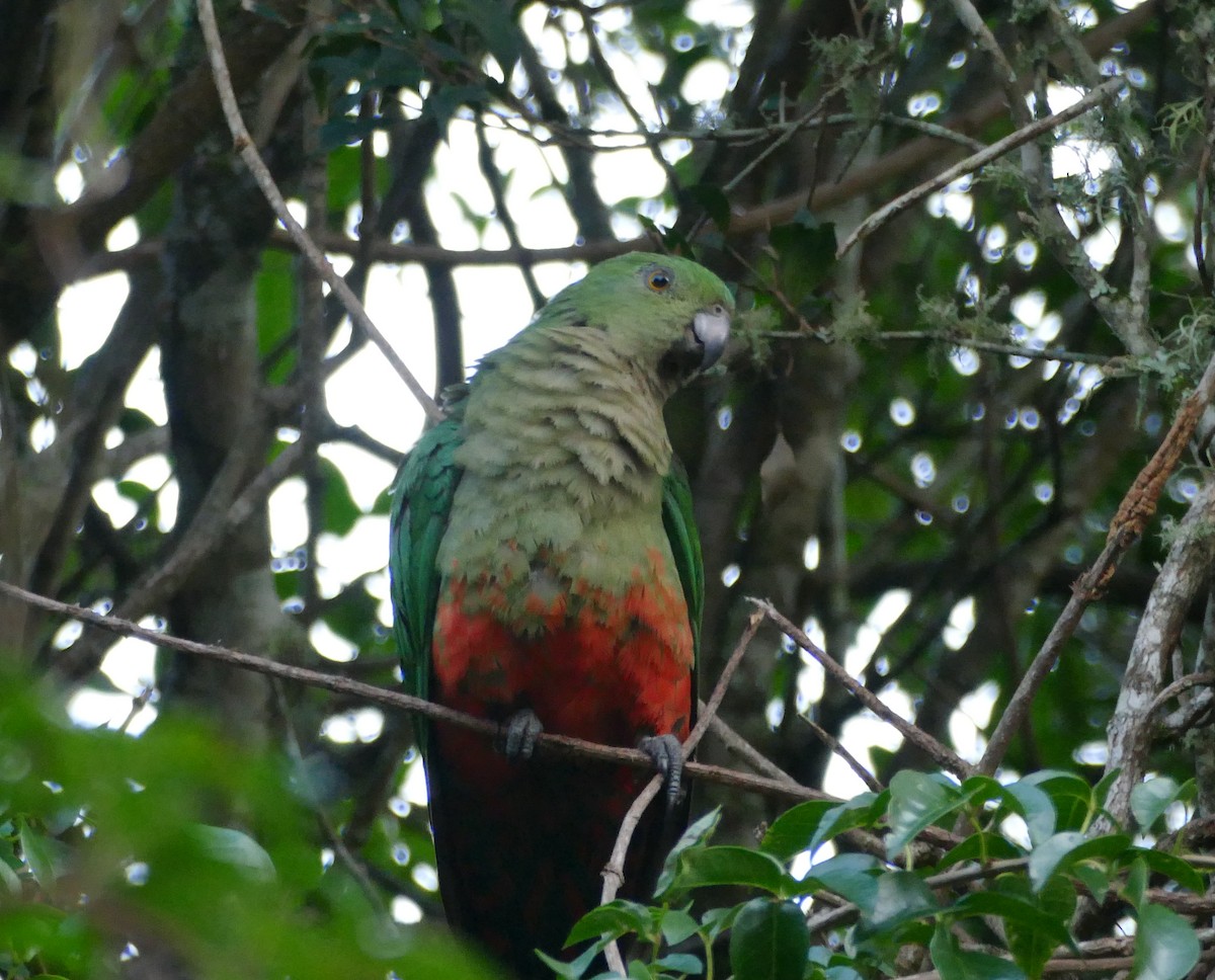 Avustralya Kral Papağanı - ML615918790