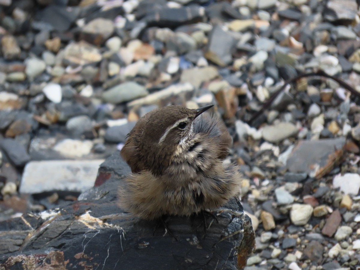 Buff-winged Cinclodes - ML615918791