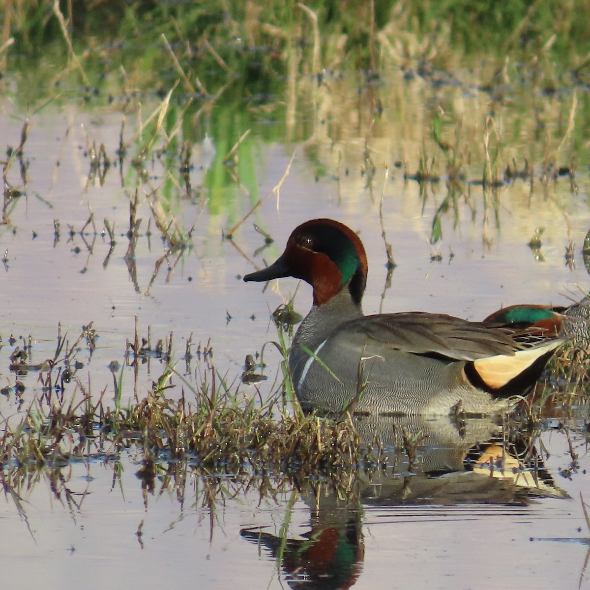 Green-winged Teal - ML615918799