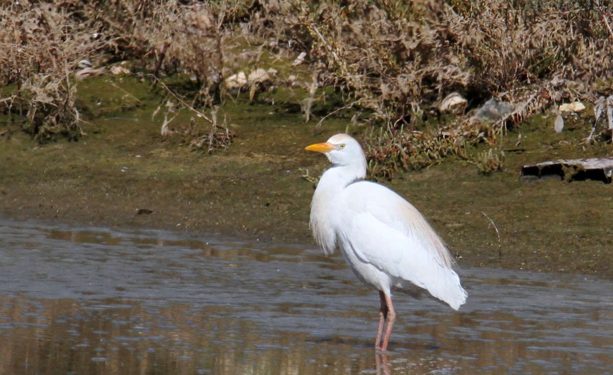 Western Cattle Egret - ML615918800