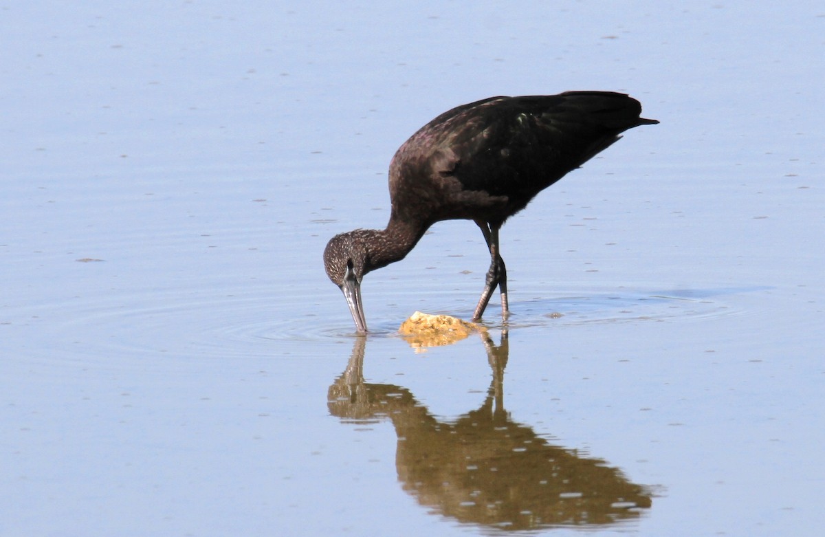 Glossy Ibis - ML615918806