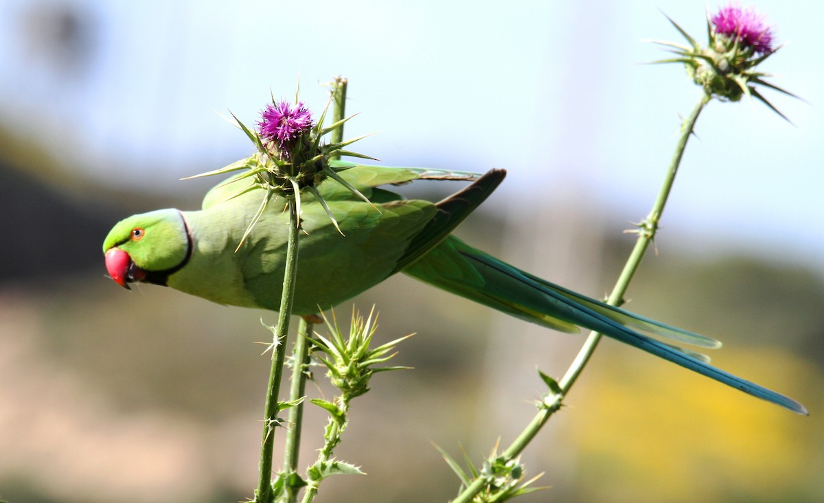 Rose-ringed Parakeet - ML615918814