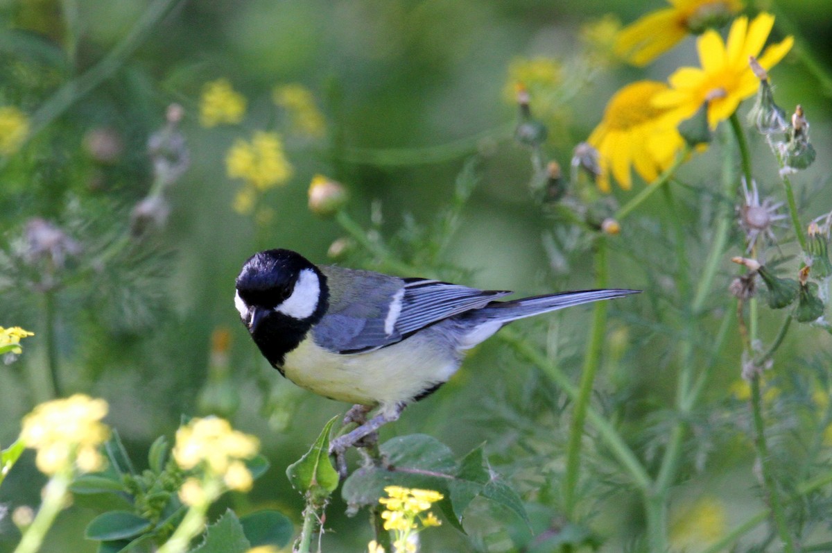 Great Tit - ML615918822