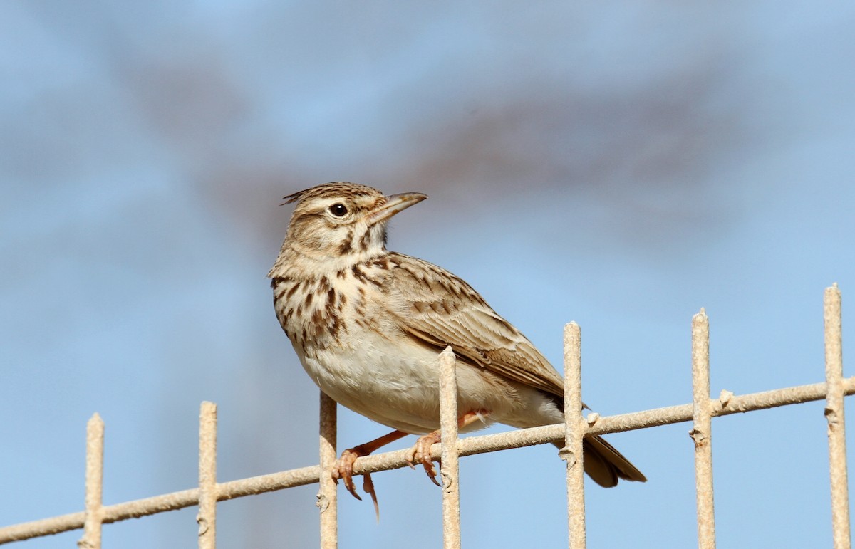 Crested Lark - yuda siliki