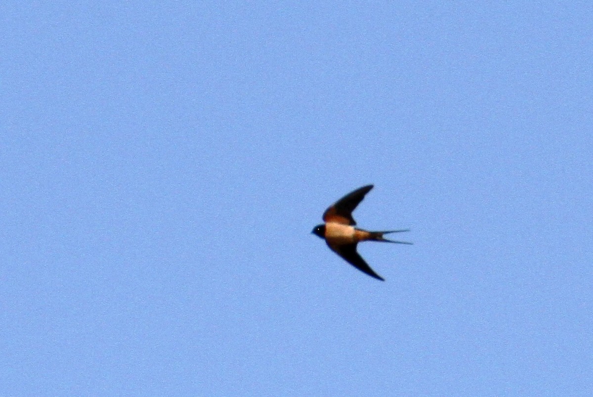 Barn Swallow - yuda siliki