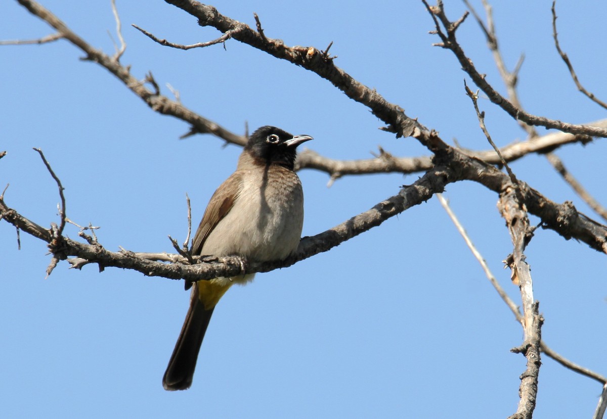 White-spectacled Bulbul - ML615918851