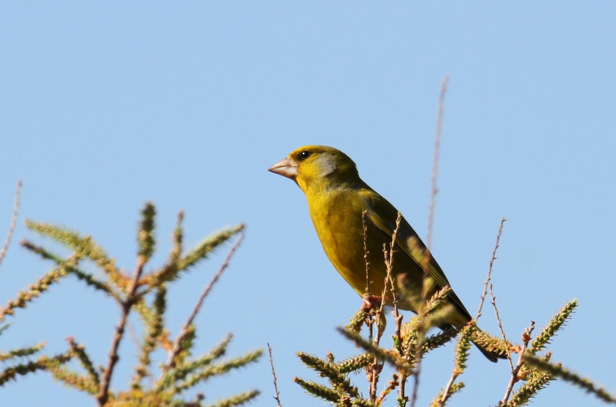 European Greenfinch - ML615918872