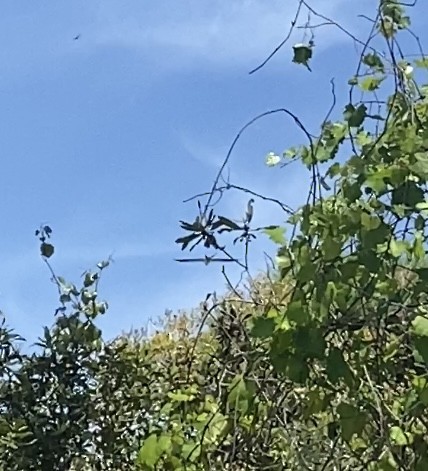 Swallow-tailed Kite - ML615918883