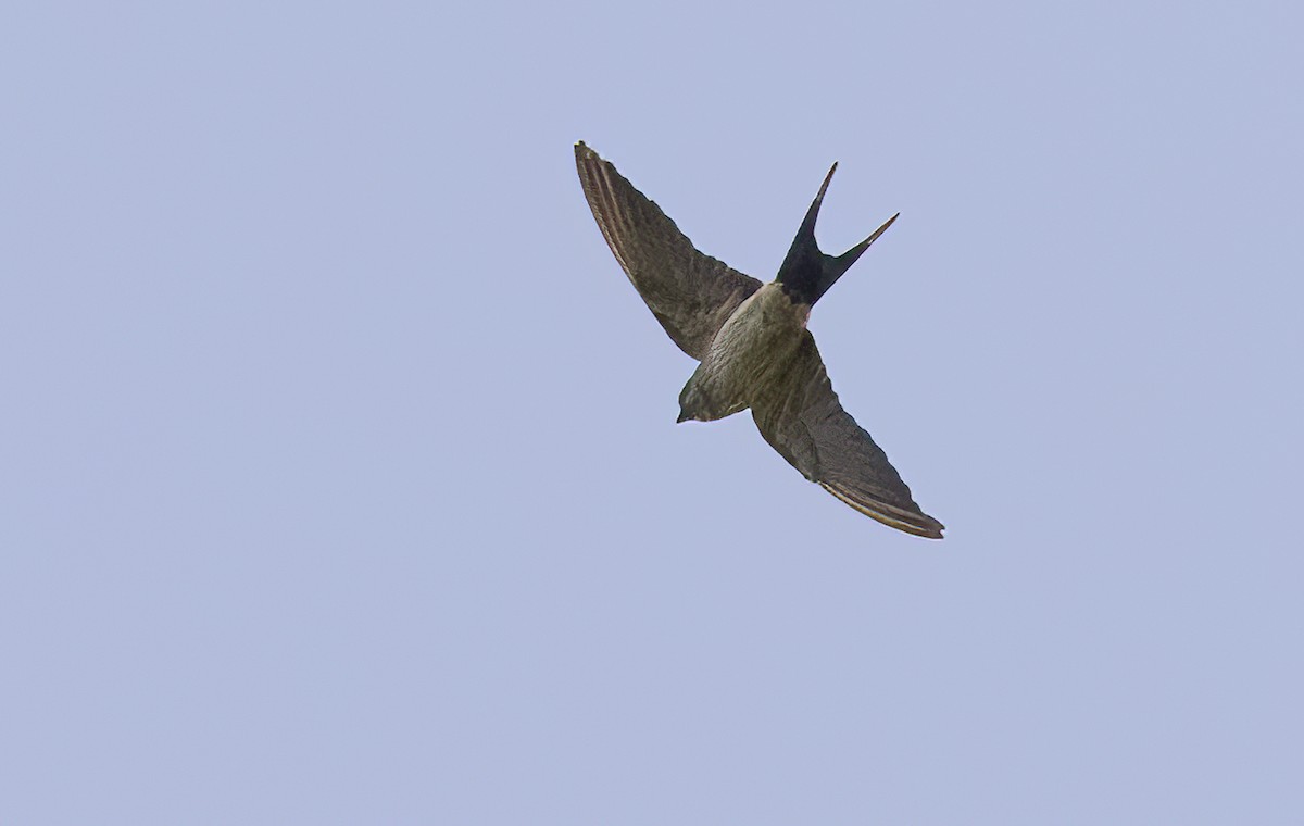 Red-rumped Swallow - ML615918896