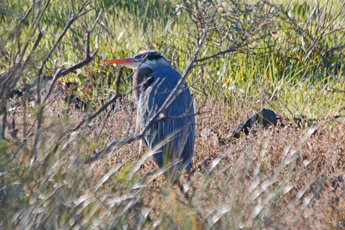 Great Blue Heron - James Arneson